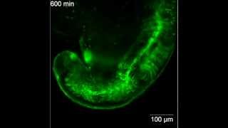 ZEISS Lightsheet Z1 Zebrafish embryo muscle development 4 [upl. by Atiuqat]