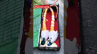 জিহান 🥶🥶 দের বাড়িতে ময়ূরপাখি যাচ্ছে shortvideo peacock birds bangla [upl. by Andreana]