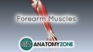 Forearm Muscles Part 1  Anterior Flexor Compartment  Anatomy Tutorial [upl. by Aissatsana616]