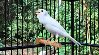 Spanish Timbrado Canary Chirping  Canary Training [upl. by Valma463]