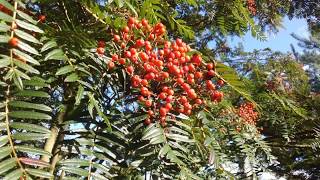 Sorbus scalaris  autumn berries [upl. by Loftus]