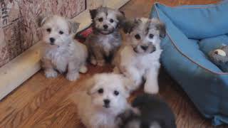 Cutest Havanese Puppies at Play [upl. by Angelique606]