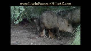 Javelina Nursing Incredible rare close up of baby Javelina nursing [upl. by Diego]