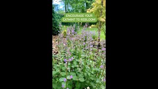 Encourage Your Catmint to Bloom Again shorts perennial gardening summergarden [upl. by Cordle]