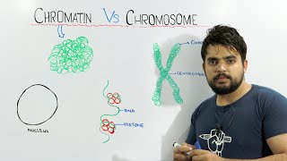 Chromatin vs Chromosome  An important concept of biology [upl. by Geordie]