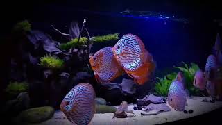 Stendker Discus Tank  Late evening lighting Thanks Reg Wilson [upl. by Uri]