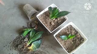 A StepbyStep Guide to Transplanting Your Sansevieria Plant with Care snakeplant sansevieria [upl. by Orbadiah851]