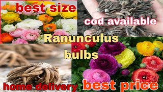 ranunculus bulbs corms tubers rhyzomes रेनुनक्यूलुस बल्बस उपलब्ध व्हाट्सप्प 8273837165 [upl. by Reitrac682]