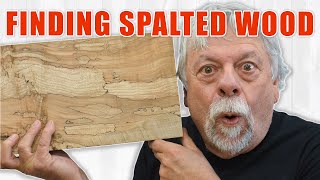 Finding Spalted Wood for Woodworking  Free Lumber [upl. by Tani]