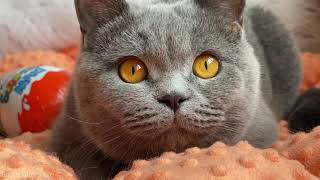 British Shorthair Blue Cat named Honey Bee [upl. by Keyes663]