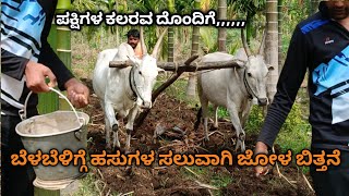 traditional ploughing by my hallikar cows with morning bird chirping🌄🐦‍ satsifying nature sounds [upl. by Atilem369]