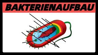 Aufbau der BAKTERIENZELLE  Struktur und Bau der Bakterien Prokaryoten einfach [upl. by Soirtimid365]