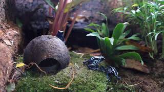 dendrobates tinctorius oyapock dartfrog feeding [upl. by Hurwit]