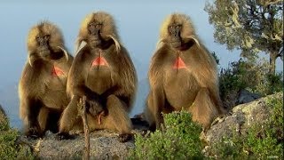 Defending a Monkey Harem  Clever Monkeys  BBC Earth [upl. by Assilana]