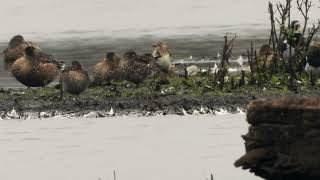 Blackwinged Pratincole preens its feathers 4K [upl. by Jaclyn614]