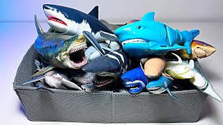 Sharks Collection  Salmon Shark Megamouth Great White Thresher Lemon Shark Gray Reef Shark [upl. by Rask]