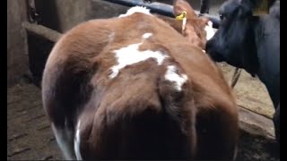 Release of Gas Tympany Bloat in Cow BovineDoctor [upl. by Lana]