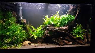 Feeding rasbora hengeliespei [upl. by Bubalo]