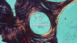 Os et Croissance  POM Bio à croquer [upl. by Notirb]