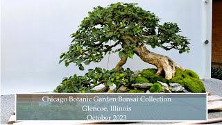 Chicago Botanic Garden Bonsai Collection Glencoe Illinois October 2023 bonsai bonsaicollection [upl. by Debee612]