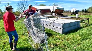 Bringing Chickens to Pasture Dandelions amp Flies [upl. by Eniamret87]