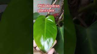 Philodendron plant care philodendron viralvideoshortvideo shortsgarden plants [upl. by Elvera]