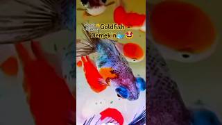 Ikan Mata Belo Coy🐳🤣oldfish DemekinIkan Koki Demekinjj20realshorts [upl. by Maillw]