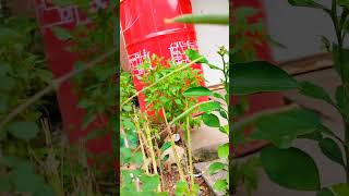 CAMBODIAN WOMAN TRIES AMERICAN SNACKS FOR THE FIRST TIMEដើមមមាញចេញផ្កាផ្លែ nature shorts [upl. by Timmie823]