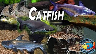 All The Varieties of Freshwater Catfish is Shown in This Video tropical aquarium fish [upl. by Akemot]