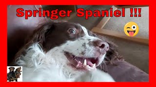 Springer Spaniel  Funny Boy [upl. by Oned]