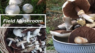 How to identify the Field Mushroom Agaricus campestris ENampVN sub [upl. by Nnarual]