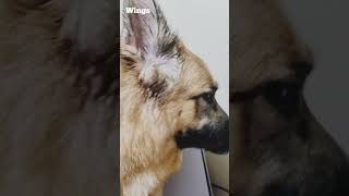 No Personal Space 🤣🤣 dog shorts germanshepherd youtubeshorts gsd doglover [upl. by Ajit]