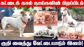 Kattaikal Dog Tamil  Native Breed  கட்டைக்கால் நாய்களின் பிறப்பிடம்  நாட்டு நாய் வளர்ப்பு  Dogs [upl. by Orvan225]