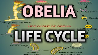 LIFE CYCLE OF OBELIA FOR B SC 1st YEAR [upl. by Greer]