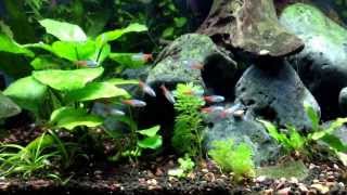 Diamond Head Neon Tetras in Display Tank [upl. by Loralyn]