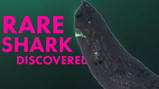 Super Rare Finless Brown Shark Discovered in North American Waters by Fisherman SHOCKING DISCOVERY [upl. by Kcirddehs]