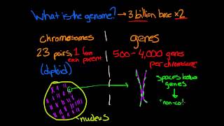 What is Genomics [upl. by Llenrev]