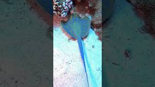 Ocean Life 20230808 Is this bluespotted ribbontail ray walking What do you think [upl. by Meade227]