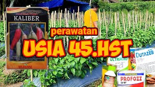 Berbagi Perawatan Cabai KALIBER Usia 45hst [upl. by Guzel649]