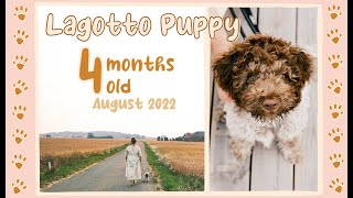 Lagotto Puppy 4 months old August 2022 [upl. by Afatsum]