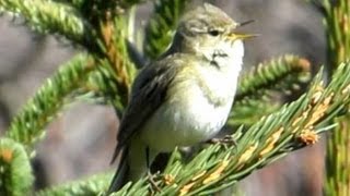 Gesang des Zilpzalp  Chiffchaff  Vogelstimmen Ruf Singvögel [upl. by Atwood]