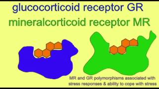 AP1 BRAIN STRESS GLUCOCORTICOIDS [upl. by Eak]