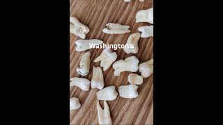 George Washingtons Dental Dilemmas The Truth About His Teeth facts [upl. by Idnyl510]