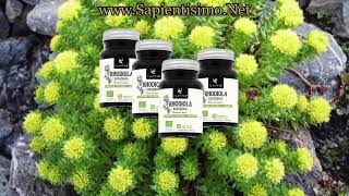 22 Beneficios de la Rhodiola Rosea [upl. by Amalea]