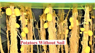 Amazing HighTech HydroponicAeroponic PotatoesGrowing plants without soil gardening technology►1 [upl. by Lora650]