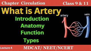 What is artery ⏐ Anatomy of artery ⏐ Types of artery ⏐ Function of artery [upl. by Nikral]