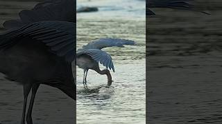 Dance of the Reddish Egret wildlifewithamber reddishegret nature wildlife birds sonyalpha [upl. by Mahala]