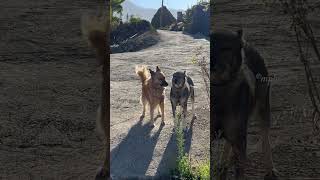 Two native dog breeds of the Canary Islands Pastor Garafiano and Lobo Herreño [upl. by Yriek193]