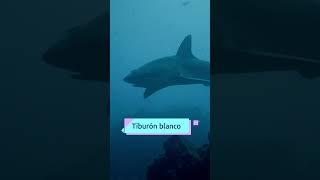 ¿Cuántas especies de tiburones crees que existen 🦈​​ [upl. by Ikiv]