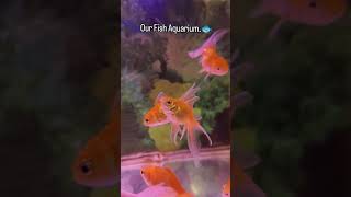 Goldies are here  आमचा aquarium🐟❤️ fish satisfyingvideo goldfish team 2024 [upl. by Morie]